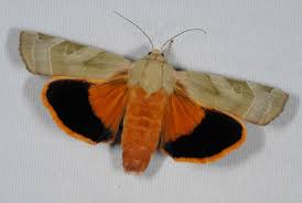 Attēlu rezultāti vaicājumam “Noctua fimbriata”