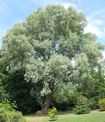 Attēlu rezultāti vaicājumam “Salix alba”