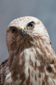 Attēlu rezultāti vaicājumam “Buteo lagopus”