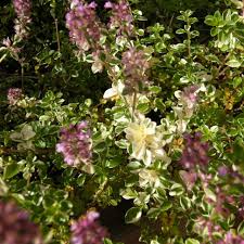 Attēlu rezultāti vaicājumam “Thymus pulegioides flower”