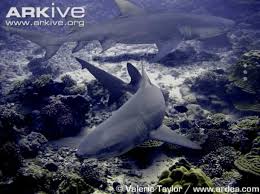 Image result for Negaprion acutidens