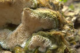 Attēlu rezultāti vaicājumam “Antrodia malicola”