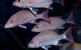 Image result for Lutjanus alexandrei