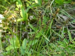Attēlu rezultāti vaicājumam “Carex davalliana”