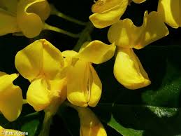 Attēlu rezultāti vaicājumam “Laburnum alpinum fruit”
