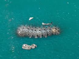 Attēlu rezultāti vaicājumam “Phragmatobia fuliginosa larva”