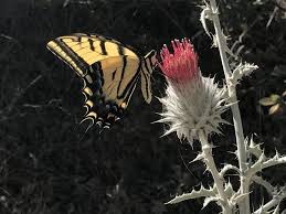 Attēlu rezultāti vaicājumam “Cinclidium stygium macro”