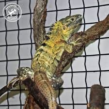 Attēlu rezultāti vaicājumam “Colostygia pectinataria male”