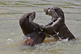 Image result for Worthing Otters