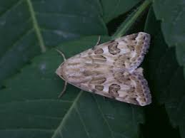 Attēlu rezultāti vaicājumam “Protoschinia scutosa”