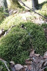 Attēlu rezultāti vaicājumam “Bazzania trilobata”