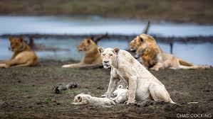 Image result for Llantwit Lions