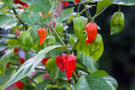 Afbeeldingsresultaat voor naga jolokia hot pepper