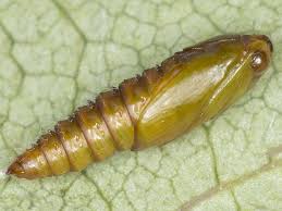 Attēlu rezultāti vaicājumam “Lymantria monacha pupa”