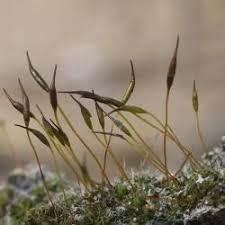 Attēlu rezultāti vaicājumam “Tortula muralis”