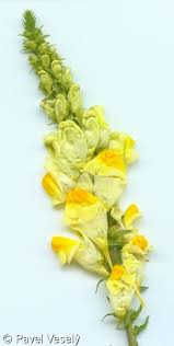 Attēlu rezultāti vaicājumam “Linaria loeselii flower”