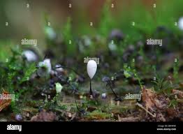 Attēlu rezultāti vaicājumam “Stemonitopsis typhina stalked”