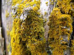 Attēlu rezultāti vaicājumam “Xanthoria candelaria”