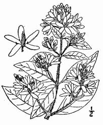 Attēlu rezultāti vaicājumam “Lysimachia vulgaris leaf”