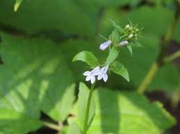 Attēlu rezultāti vaicājumam “Calystegia inflata flower”