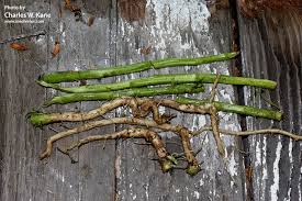 Attēlu rezultāti vaicājumam “Cirsium arvense fruit”