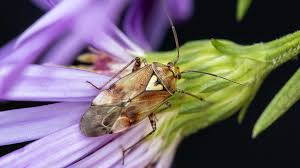 Attēlu rezultāti vaicājumam “Lygus pratensis imago”