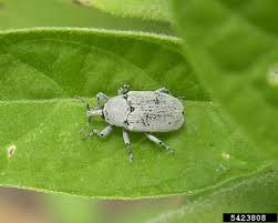 Attēlu rezultāti vaicājumam “Trichia botrytis var. cerifera stalked”