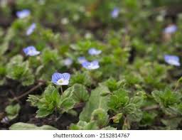 Attēlu rezultāti vaicājumam “Veronica beccabunga”