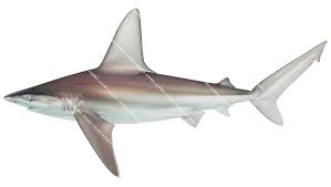Image result for Carcharhinus plumbeus