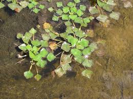 Attēlu rezultāti vaicājumam “Trapaceae”