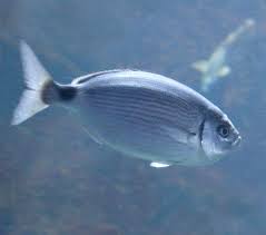 Image result for Diplodus kotschyi