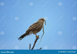 Attēlu rezultāti vaicājumam “Falco tinnunculus adult”