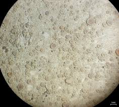 Attēlu rezultāti vaicājumam “Lecanora albella”