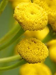Attēlu rezultāti vaicājumam “Tanacetum vulgare flower”