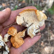 Attēlu rezultāti vaicājumam “Hydnum repandum”