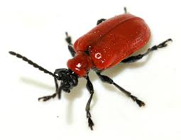 Attēlu rezultāti vaicājumam “Lilioceris lilii”