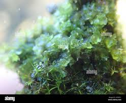 Attēlu rezultāti vaicājumam “Fossombronia wondraczekii”