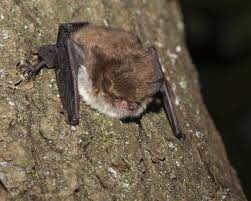 Attēlu rezultāti vaicājumam “Myotis nattereri”