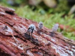 Attēlu rezultāti vaicājumam “Stemonitis marjana stalked”