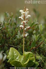 Attēlu rezultāti vaicājumam “Pyrola rotundifolia flower”