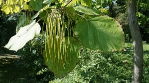 Attēlu rezultāti vaicājumam “Catalpa ovata”