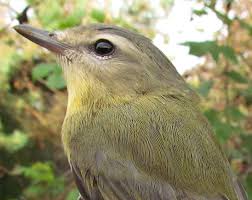 Image result for Vireo philadelphicus