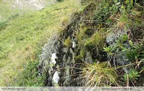 Attēlu rezultāti vaicājumam “Anastrophyllum minutum”