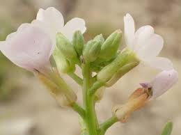 Attēlu rezultāti vaicājumam “Cakile maritima subsp. baltica flower”