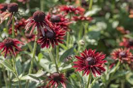 Image result for Rudbeckia Paradisio