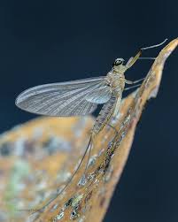 Attēlu rezultāti vaicājumam “Ephemeroptera”