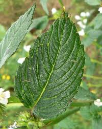 Attēlu rezultāti vaicājumam “Galeopsis tetrahit leaf”