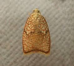 Attēlu rezultāti vaicājumam “Acleris forsskaleana”