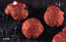 Attēlu rezultāti vaicājumam “Hypocrea rufa”