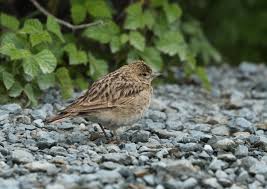 Image result for Calandrella brachydactyla